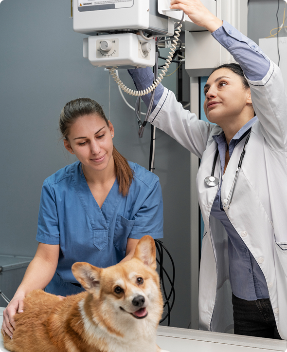 Ellátás folyamata - kép