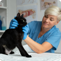 Vetty csapat - Dr. Horváth Daniella