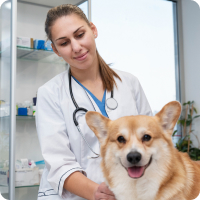 Vetty csapat - Dr. Tóth Orsolya