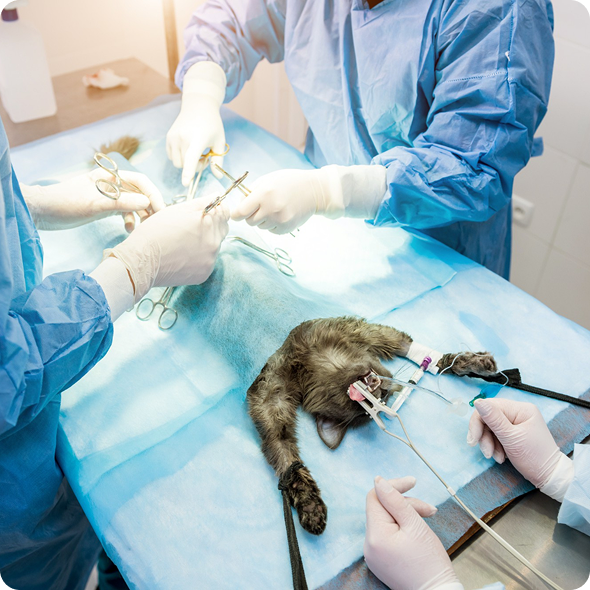 Szolgáltatásaink 01